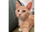 Havarti Domestic Shorthair Kitten Male