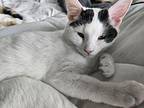 Brady - In Foster Domestic Shorthair Kitten Male