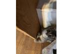 Banksy B Domestic Shorthair Kitten Male