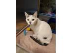 Misfit Domestic Shorthair Young Female