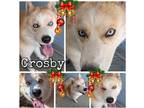 Crosby Husky Adult Male
