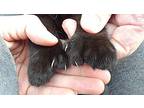 Black Oxide Domestic Shorthair Kitten Female