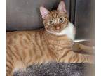 Vaughn Domestic Shorthair Young Male