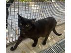 Wario Domestic Shorthair Young Male