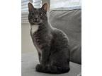 Sunright Domestic Shorthair Young Female