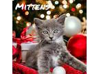 Mittens Domestic Mediumhair Kitten Male