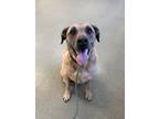 Shelby Black Mouth Cur Adult Male