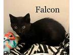 Falcon Domestic Shorthair Kitten Male