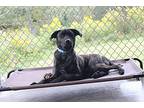 Coal American Pit Bull Terrier Adult Male