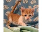 Benji Domestic Shorthair Kitten Male