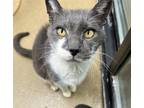 Smokey Domestic Shorthair Senior Male