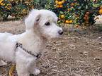 Bada Maltese Puppy Female