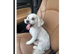 Dolly Parton Maltese Adult Female