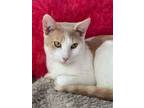 Adopt Jeppe a Domestic Short Hair