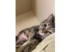 Bingo Domestic Shorthair Adult Female