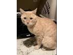 Breadstick - In Foster Domestic Shorthair Adult Male
