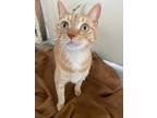 Adopt Harfield a American Shorthair