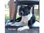Georgie CC23 CP in AR Boston Terrier Adult Male