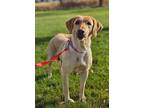 Jenna Labrador Retriever Adult Female