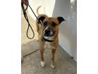 Adopt Rowdy a Pit Bull Terrier, Black Mouth Cur