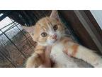 Embers Domestic Shorthair Kitten Male