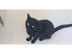 Toby Domestic Shorthair Adult Male