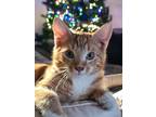 Adopt Conan a Domestic Short Hair