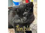 Temple. Domestic Shorthair Kitten Male