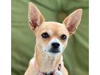 Socks Chihuahua Adult Female