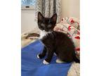 Broomsticks - In Foster Domestic Shorthair Kitten Male