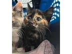 Storm Domestic Shorthair Kitten Female