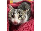 Magic Domestic Shorthair Kitten Female