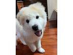 Dalgom Samoyed Puppy Male