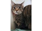 Gamboa Domestic Shorthair Adult Female