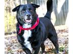 HAPPY TRUCKER Labrador Retriever Senior Male