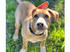 Jacob Retriever (Unknown Type) Puppy Male