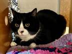 Ernesto Domestic Shorthair Adult Male