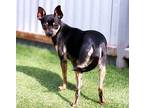 Pippy Miniature Pinscher Adult Female