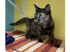 Turtle Domestic Shorthair Young Female