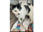 Ms. Stache Domestic Shorthair Kitten Female