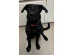 Rocky Labrador Retriever Puppy Male