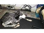 Molly Bluetick Coonhound Adult Female