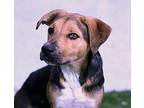 Jackie Coonhound (Unknown Type) Young Female