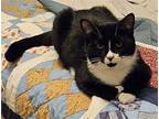 DOMINO Domestic Shorthair Kitten Male