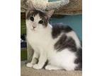 Lucia Domestic Shorthair Young Female