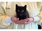 Sam Domestic Shorthair Kitten Male