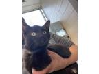 Atari Domestic Shorthair Kitten Male