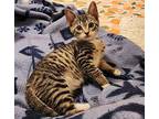 Cri-Kee - In Foster Domestic Shorthair Kitten Female