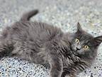 Flurry Domestic Longhair Kitten Male