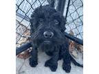 Toadette Poodle (Miniature) Puppy Female